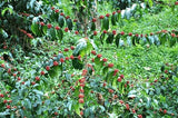 Coffea arabica Caturra | Dwarf Coffee | 20_Seeds