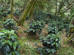 Coffea arabica Caturra | Dwarf Coffee | 20_Seeds