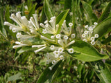 Cestrum diurnum | White Chocolate Jasmine | Day Jessamine | 10_Seeds