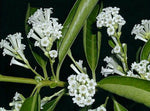 Cestrum diurnum | White Chocolate Jasmine | Day Jessamine | 10_Seeds