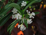 Cestrum diurnum | White Chocolate Jasmine | Day Jessamine | 10_Seeds