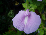 Clitoria ternatea Single Lavender | 10_seeds