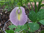 Clitoria ternatea Single Lavender | 10_seeds