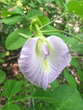 Clitoria ternatea Single Lavender | 10_seeds