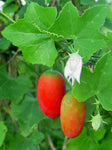 Coccinia grandis | Scarlet  Ivy Gourd | Kowai | 5_Seeds