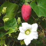 Coccinia grandis | Scarlet  Ivy Gourd | Kowai | 5_Seeds