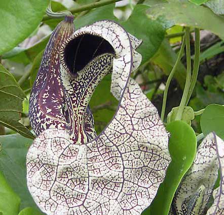 Aristolochia cymbifera gonzaga | 100_Seeds