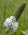 Dalea candida | White Prairie Clover | 500_Seeds