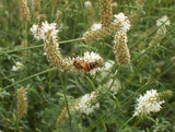 Dalea candida | White Prairie Clover | 500_Seeds