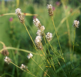 Dalea candida | White Prairie Clover | 500_Seeds