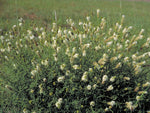 Dalea candida | White Prairie Clover | 500_Seeds