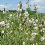 Dalea candida | White Prairie Clover | 500_Seeds