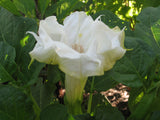 Datura metal Yellow Picotee | 10_seeds