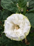 Datura metal Yellow Picotee | 10_seeds