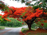 Delonix regia | Royal Poinciana | Flamboyant Flame Tree | Gulmohar | 5_Seeds