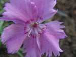 Dianthus Plumarius Sweetness | 20_Seeds