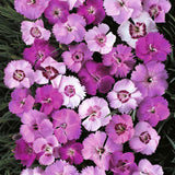 Dianthus Plumarius Sweetness | 20_Seeds