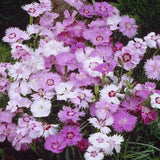 Dianthus Plumarius Sweetness | 20_Seeds