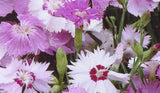 Dianthus Plumarius Sweetness | 20_Seeds