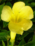 Dolichandra unguis cati | Cats Claw Trumpet | Funnel Creeper |10_Seeds