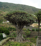 Dracaena draco | Canary Islands Dragon Tree | 10_Seeds