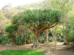 Dracaena draco | Canary Islands Dragon Tree | 10_Seeds