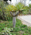 Dracaena draco | Canary Islands Dragon Tree | 10_Seeds