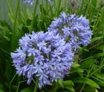 Agapanthus praecox Dwarf Blue | 10_Seeds