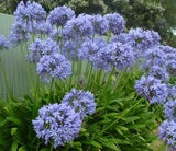 Agapanthus praecox Dwarf Blue | 10_Seeds