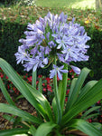 Agapanthus praecox Dwarf Blue | 10_Seeds