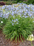 Agapanthus praecox Dwarf Blue | 10_Seeds