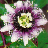 Passiflora edulis Golden Giant | 5_Seeds