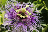 Passiflora edulis Golden Giant | 5_Seeds