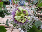 Passiflora edulis Golden Giant | 5_Seeds