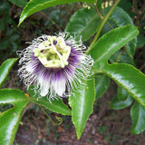 Passiflora edulis Golden Giant | 5_Seeds