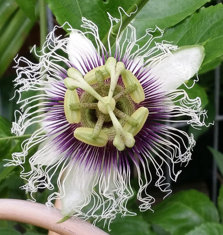 Passiflora edulis Red Flamenco | 5_Seeds