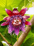 Passiflora quadrangularis Erotica | Penis Passionfruit | 5_Seeds