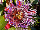 Passiflora quadrangularis Erotica | Penis Passionfruit | 5_Seeds