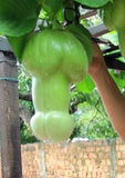 Passiflora quadrangularis Erotica | Penis Passionfruit | 5_Seeds