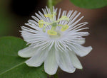 Passiflora foetida alba | Running Pop | Passion Flower | 10_Seeds