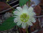 Passiflora foetida alba | Running Pop | Passion Flower | 10_Seeds