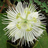 Passiflora foetida alba | Running Pop | Passion Flower | 10_Seeds