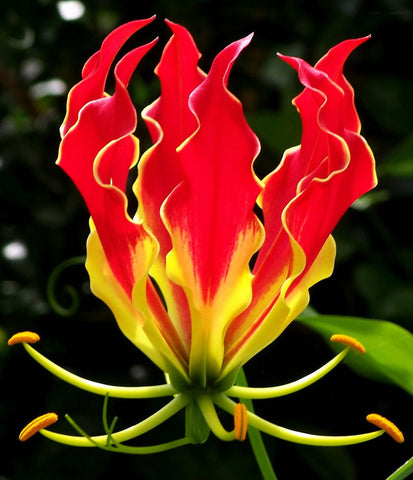 Gloriosa superba | Flame Lily | 20_Seeds