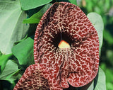 Aristolochia grandiflora | Pelican Flower | 5_Seeds