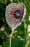 Aristolochia grandiflora | Pelican Flower | 5_Seeds