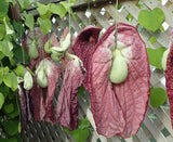 Aristolochia grandiflora | Pelican Flower | 5_Seeds