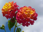 Lantana camara Ham and Eggs | 10_Seeds