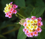 Lantana camara Ham and Eggs | 10_Seeds