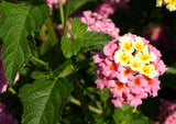 Lantana camara Ham and Eggs | 10_Seeds