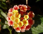 Lantana camara Ham and Eggs | 10_Seeds